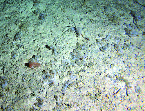 dead-salps-500