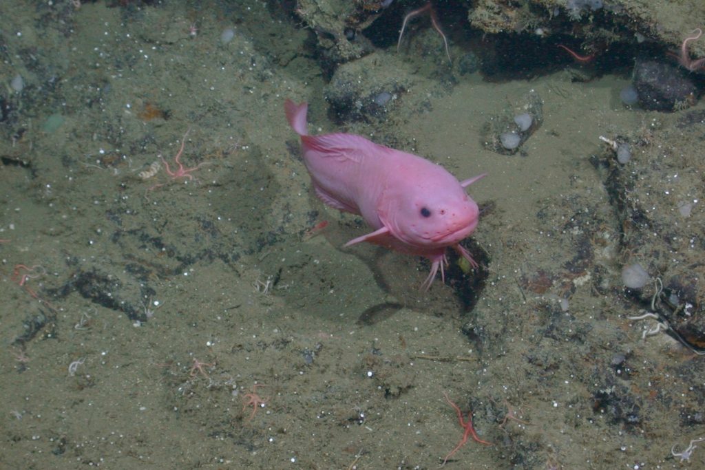 A fish with a pink, tadpole-shaped body swims above the rocky seafloor toward the camera. The fish has a large head with black eyes and a wide mouth. The fish has fins on either side of its body and thin filaments hanging under its chin. The background is black rocky seafloor covered in brown sediment.