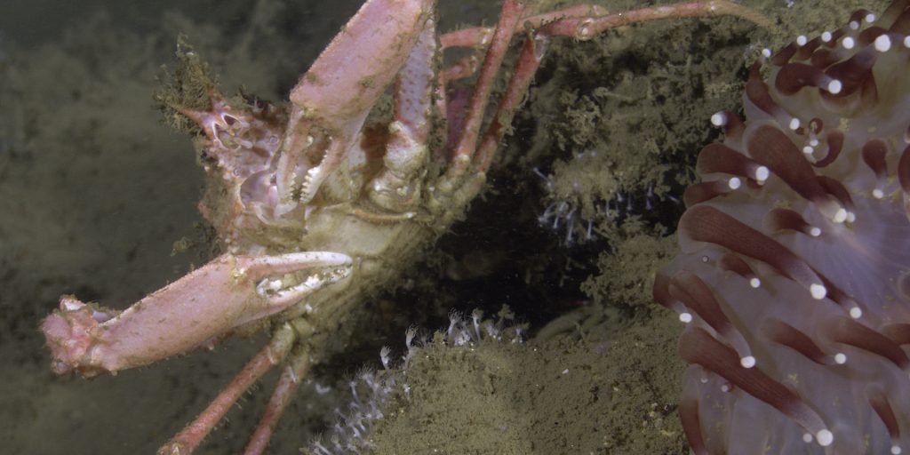 A pink crab sits on a rocky ledge. The crab has large claws tucked under its body while grazing on small seafloor invertebrates. The crab is covered in fuzzy brown sediment and encrusting microorganisms. In the foreground on the right is a sea anemone with red tentacles with round white tips. The background is a rocky seafloor covered in fine brown sediment