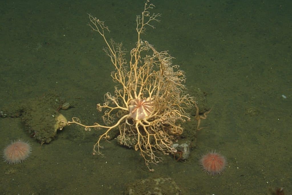 A yellow basket star attached to a rock on the muddy deep seafloor and extending its curly arms into the water