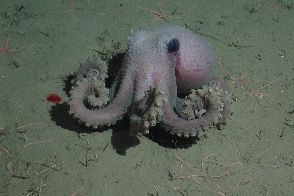 A pale purple octopus with a rounded body and long arms covered in warty bumps rests on the deep seafloor. This octopus is holding its coiled arms in front of its body. Thin, orange brittle stars are sitting on the brown mud around the octopus.