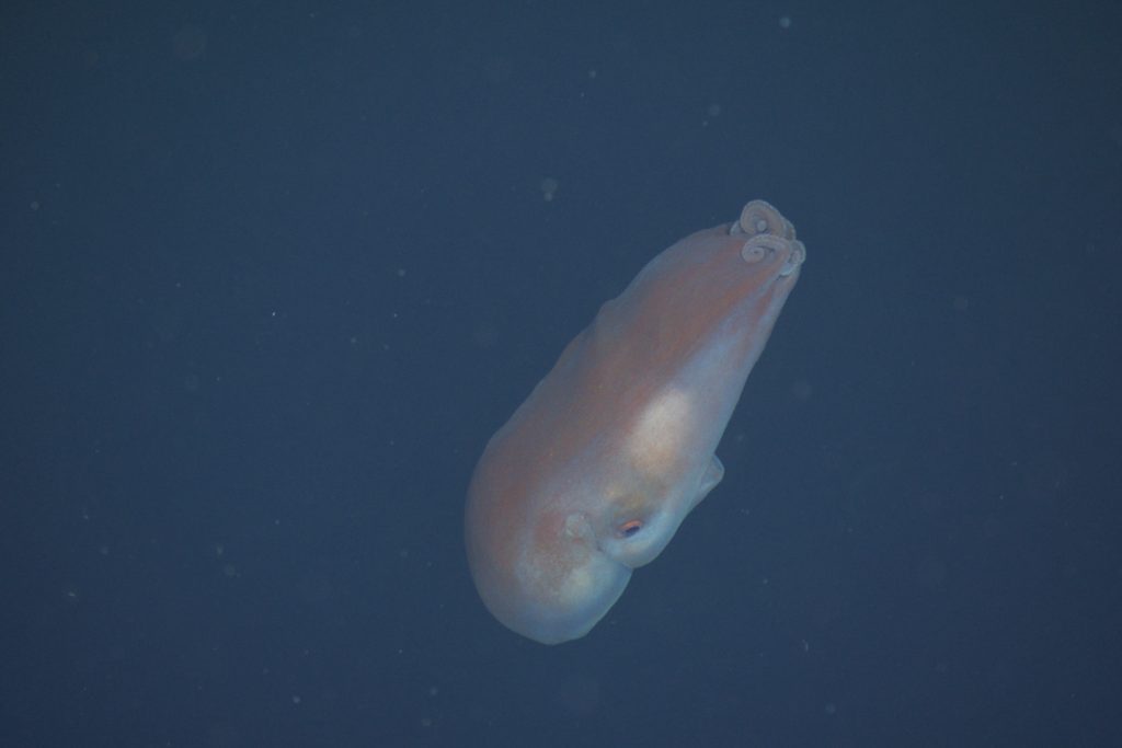 An octopus swims in open water. The octopus has a bulbous body that is red on top and white below. The octopus is holding its arms together and swimming towards the bottom center of the frame. The background is dark blue water.
