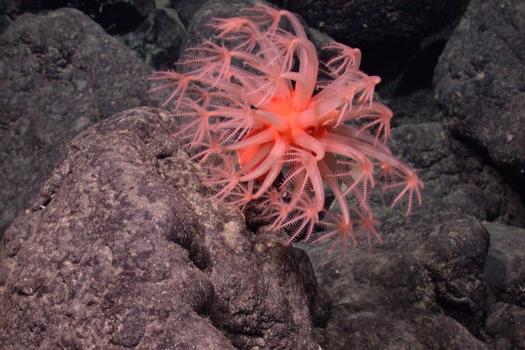 A peach-colored mushroom soft coral with flower-like polyps extended and waving in the currents. This individual was photographed on the bare, black, rocky slope of a seamount.