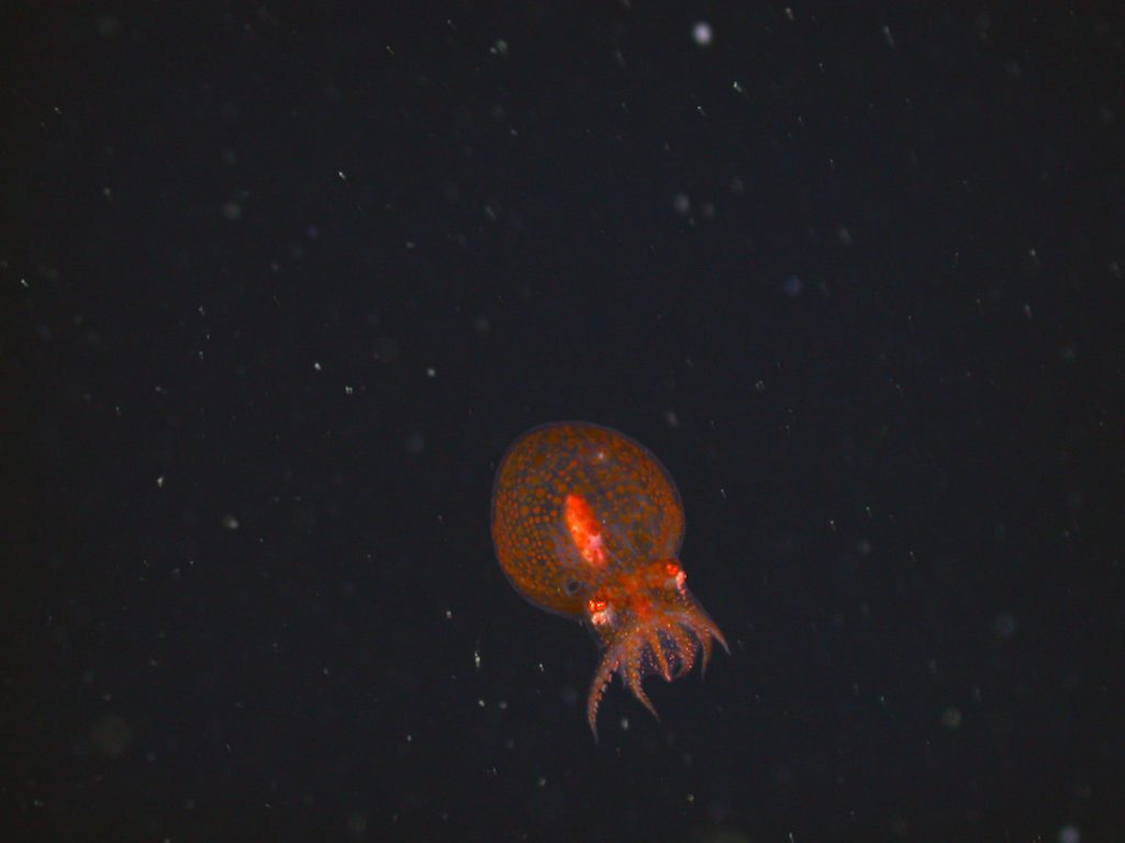 A reddish-orange octopus drifts in open water. The octopus has a round gelatinous body with eight arms spread out under it. The background is black water with scattered particles of white organic material.
