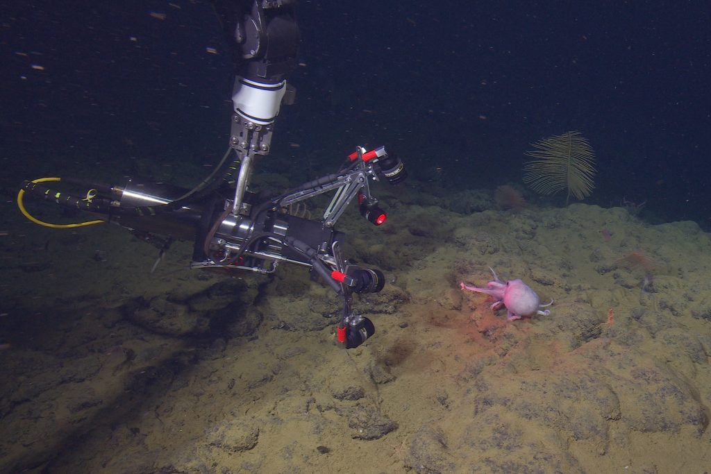 A silver metal robotic arm holds a camera to film a deep-sea octopus crawling over the rocky deep seafloor. The camera has a silver metal housing with a black plastic cap and five red lights. The camera is on the left side of the frame, filming an octopus on the right side of the frame. The octopus has a bulbous pale purple body and eight arms. In the foreground is rocky seafloor covered in fine brown sediment. In the background is black water, with several fan-like corals on the horizon.