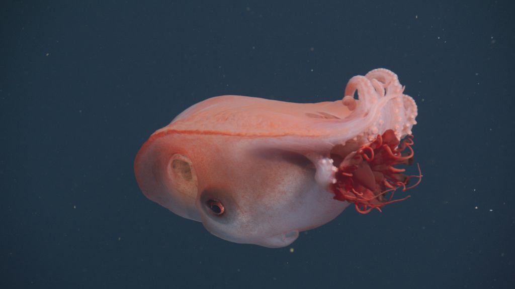 An octopus swims in open water. The octopus has a bulbous reddish-pink body with a pale white underside. The octopus is holding a bright red jelly in its arms and swimming away from the camera. The background is dark blue water.