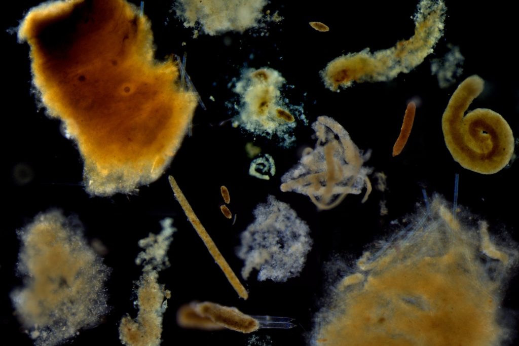 A photo collage shows 16 particles of marine snow. The individual particles are brown and come in a variety of shapes, including fluffy tufts, spirals, and tubes. The background is solid back.