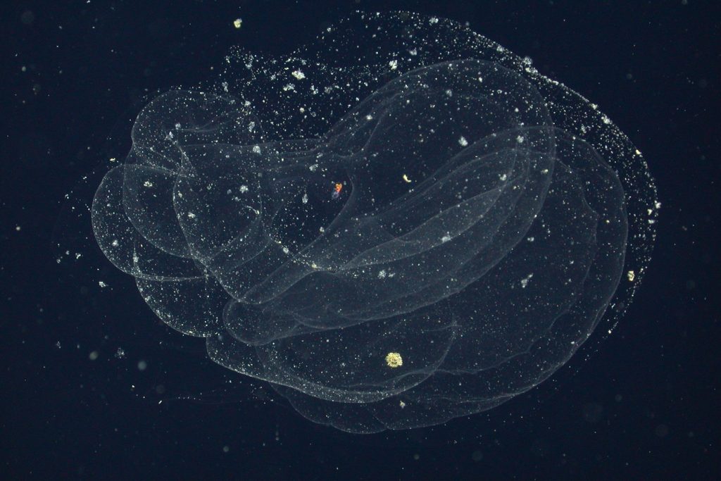 A tadpole-like larvacean drifts in open water inside a gelatinous mucous house. The larvacean has a round, reddish-orange head and a flat, transparent tail. The transparent mucous house has a bulbous shape and is covered in several small clumps of yellowish-brown organic material. The background is dark blue, almost black, water.