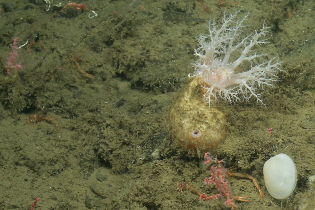 An armored sea cucumber sits on the seafloor. The sea cucumber has a cream-colored, round, flat body with feathery white tentacles at one end. On the right side of the frame are a white clam, a pink twig-like coral, and an orange squat lobster. The background is a sloped seafloor covered in fine brown sediment and encrusting microorganisms.