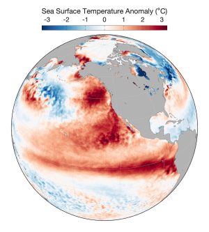 A globe visualizes a major marine heat wave in the North Pacific Ocean. Above the globe is a scale bar with a gradient of blue to white to red with a caption that reads Sea Surface Temperature Anomaly (°C) and markers for -3, -2, -1, 0, 1, 2, and 3. The globe is oriented with the gray outline of North America on the right and the Pacific Ocean on the left. The ocean is white with varying shades of blue and red representing sea surface temperatures below and above average, respectively. There are large red patches of water offshore of the west coast of North America and near the equator.