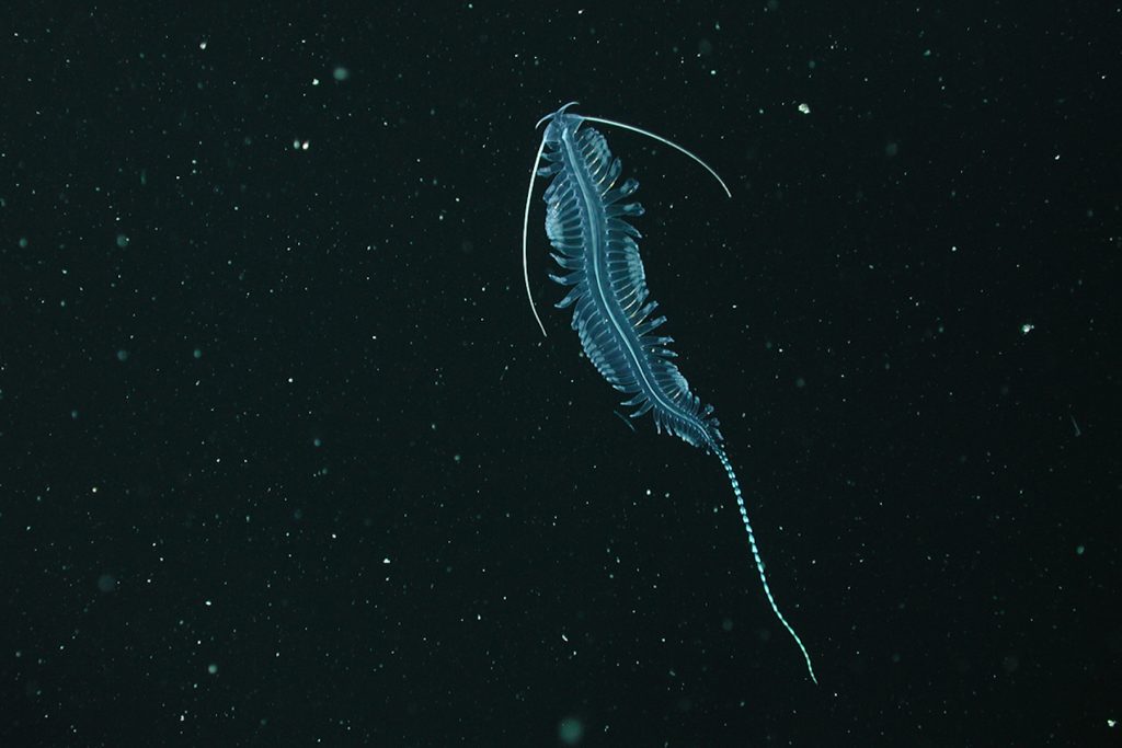 A transparent worm swims in open water. The worm has a tapered body with numerous paddle-like appendages on either side. Two long antennae extend from the worm’s head and a bright-blue knobby tail trails from its backside. The worm is swimming diagonally to the top of the image. The background is black water with numerous small white flecks of drifting organic material.