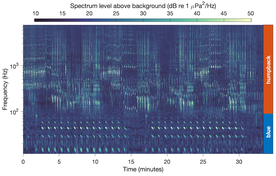 A spectrogram visualizes the vocalizations of blue whales and humpback whales. The spectrogram has a dark-blue background with individual song notes represented in varying shades of yellow to indicate intensity. The bottom axis has a caption that reads Time (minutes) with marks for 0, 5, 10, 15, 20, 25, and 30. The left axis has a caption that reads Frequency (Hz) and marks for 10^2 and 10^3. The top axis has a caption that reads Spectrum level above background (dB re 1 µPa^2/Hz) with a color bar with a gradient from dark blue on the left to green in the middle to light yellow on the right with markers reading 10, 15, 20, 25, 30, 35, 40, 45, and 50. The right axis has a tall red bar that reads humpback above a short blue bar that reads blue.
