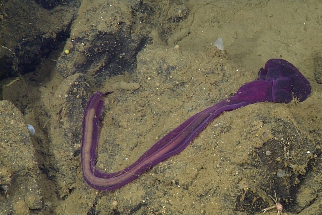 A bright purple acorn worm crawls over black rocky seafloor covered in brown sediment. The animal’s head is pointed to the top right of the frame, with its body twisted below and curving to the top left of the frame. The animal’s bulbous head is resting on a rocky outcropping. Its gut is full of brown fecal casts.